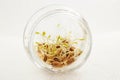 Portion of bean sprouts inside glass.