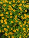 Small portulaca flowers, yellow color flower, top view shot Royalty Free Stock Photo