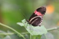 Small postman butterfly Royalty Free Stock Photo