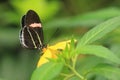 Small postman butterfly