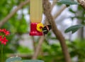 Small postman Heliconius erato butterfly feeding Royalty Free Stock Photo