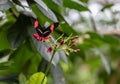 Small postman Heliconius erato butterfly feeding Royalty Free Stock Photo