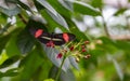 Small postman Heliconius erato butterfly feeding