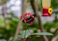 Small postman Heliconius erato butterfly Royalty Free Stock Photo