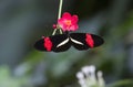 Small Postman, Heliconius erator