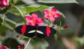 Small Postman, Heliconius erator