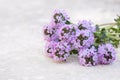 Small posy of mountain savory (Satureja montana). Royalty Free Stock Photo