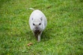 A small pot-bellied pig runs towards the camera