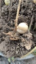 small potato harvest on the filed