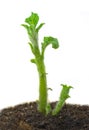 Small potato sprout Royalty Free Stock Photo