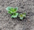 Small potato sprout in the ground in spring. Royalty Free Stock Photo