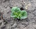 Small potato sprout in the ground in spring. Royalty Free Stock Photo