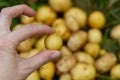 Small potato tubers on the agronomist& x27;s hand, poor potato harvest, crop failure