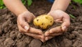 A small potato between two hands