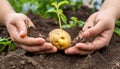 A small potato between two hands