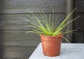 Small pots of ornamental plants. Royalty Free Stock Photo