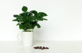 Small potted arabica coffee tree plant in cup with coffee beans on white background. Royalty Free Stock Photo