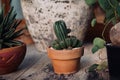Small potted cactus indoor houseplant in clay pot on rustic wood