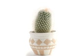 Small potted cactus on a plain white back ground