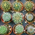 The small potted cactus in the plant market