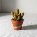 A small potted cactus, possibly from the genus Mammillaria, is displayed on a white Royalty Free Stock Photo