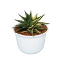 Small potted cactus succulent plant with variegated leaves of Fairy Washboard or File-leafed Haworthia Haworthiopsis limifolia `