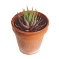 Small potted Haworthia plant against white Royalty Free Stock Photo