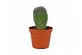 Small potted \'Mammillaria Pringlei\' lemon ball cactus