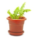 Small potted plant