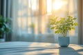 A small potted plant sits on a table in front of a window with sunlight streaming through Royalty Free Stock Photo
