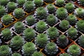 Small potted plants in a greenhouse , Various flowers and cactus plants inside nursery Royalty Free Stock Photo