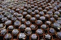 Small potted plants in a greenhouse , Various flowers and cactus plants inside nursery Royalty Free Stock Photo