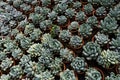 Small potted plants in a greenhouse , Various flowers and cactus plants inside nursery Royalty Free Stock Photo