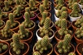 Small potted plants in a greenhouse , Various flowers and cactus plants inside nursery Royalty Free Stock Photo