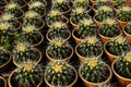 Small potted plants in a greenhouse , Various flowers and cactus plants inside nursery Royalty Free Stock Photo