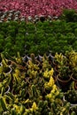 Small potted plants in a greenhouse , Various flowers and cactus plants inside nursery Royalty Free Stock Photo