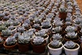 Small potted plants in a greenhouse, Various flowers and cactus plants inside nursery Royalty Free Stock Photo