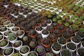 Small potted plants in a greenhouse , Various flowers and cactus plants inside nursery Royalty Free Stock Photo