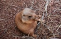 Small Prairie Dog Snacking on Dried Grasses