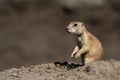 Small prairy dog standing on rock Royalty Free Stock Photo