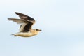 Small Pratincole in flight isolated on blue background Royalty Free Stock Photo