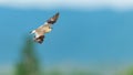 Small Pratincole in flight with wings fully stretch Royalty Free Stock Photo