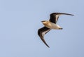 Small Pratincole, Glareola lactea Royalty Free Stock Photo