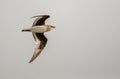 Small Pratincole, Glareola lactea Royalty Free Stock Photo