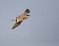 Small Pratincole, Glareola lactea Royalty Free Stock Photo