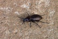 Small predacious ground beetle on gravel road. Royalty Free Stock Photo