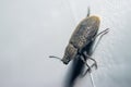Small predacious ground beetle / strange horned beetle on isolated on back background. Animals wildlife Royalty Free Stock Photo