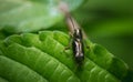 Small predacious ground beetle / strange horned beetle on isolated on back background. Animals wildlife Royalty Free Stock Photo