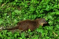 Small predator Gambian mongoose Mungos Gambianus creeping in green vegetation