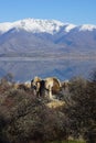 Small Prespa Lake, Agios Achillios island, the ruins of St. Achillius, Greece